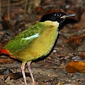 Noisy Pitta<br />Canon EOS 7D + EF300 F2.8L III  + SPEEDLITE 580EXII